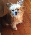 Buffy