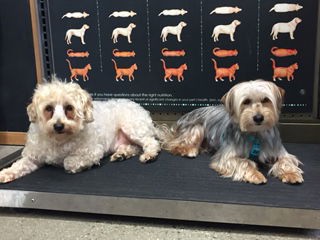 Shaggy & Spanky