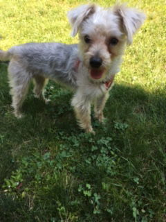 Toby