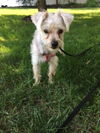 Toby