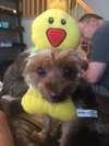 Bugsy