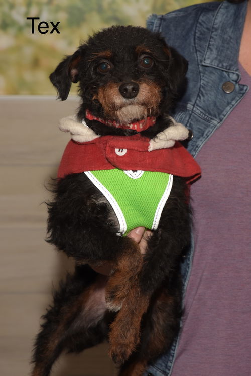 Tex