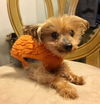 Teddy