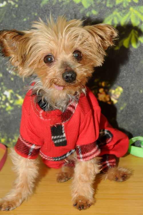 Teddy