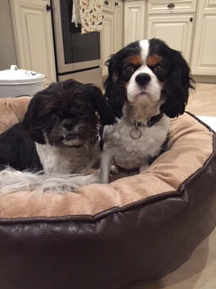 Buddie & Blaze