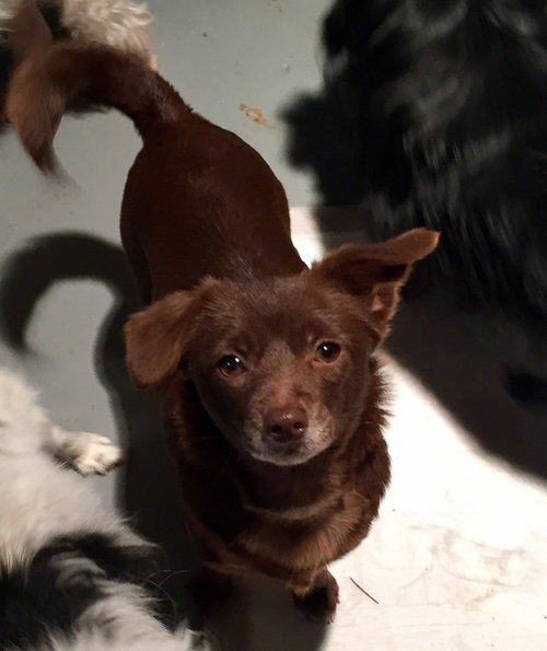 Mocha