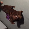 Mocha