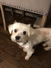 Mojo