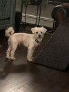 Mojo
