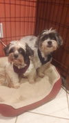 Shakey & Stanley
