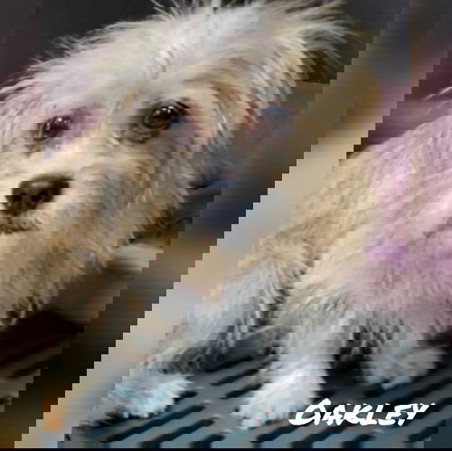 Oakley
