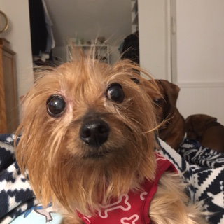 Mischka