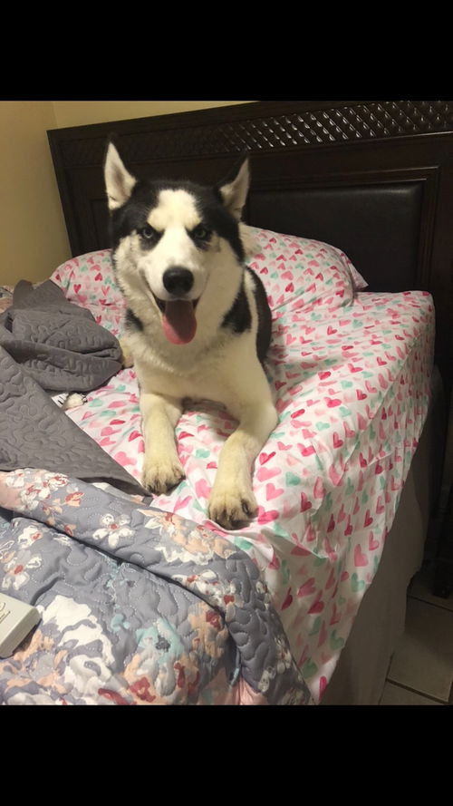 Toby - COURTESY POST