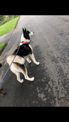 Toby - COURTESY POST