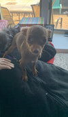 Mocha & Evie