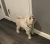 Buddy