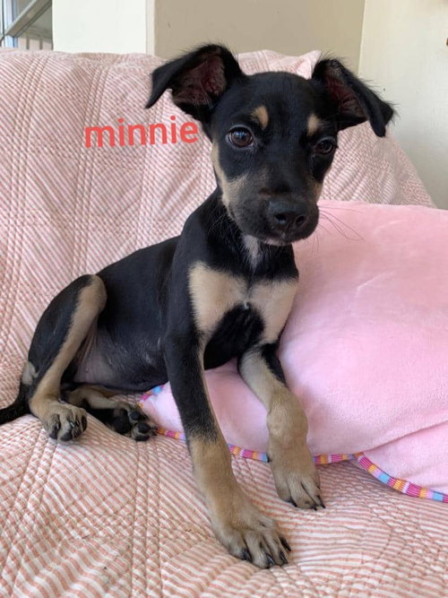 Minnie