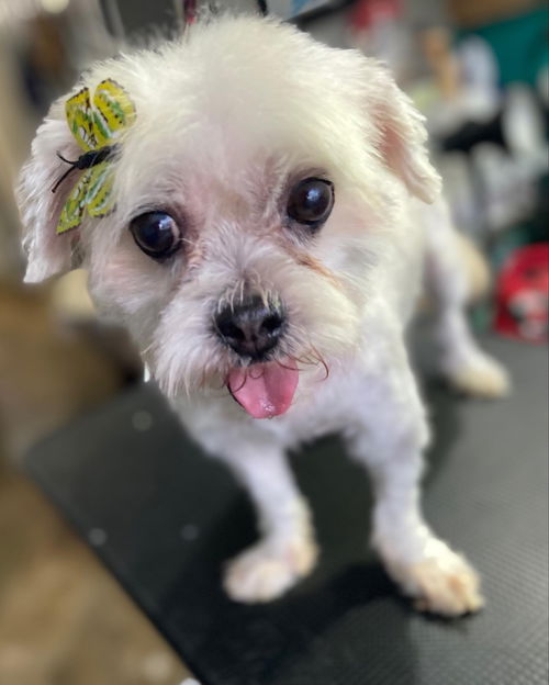 Suki