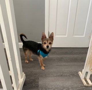 Gino