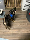Benny