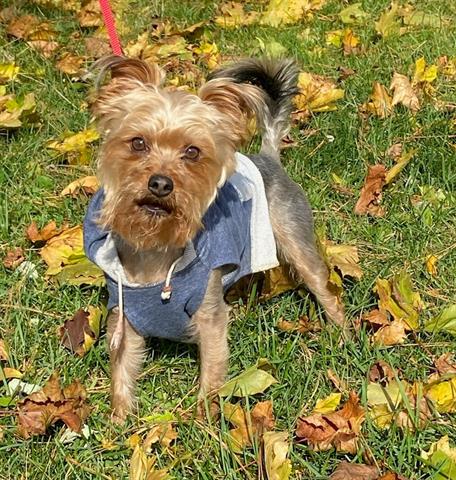 Tobi