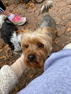Tobi