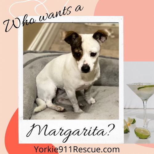 Margarita