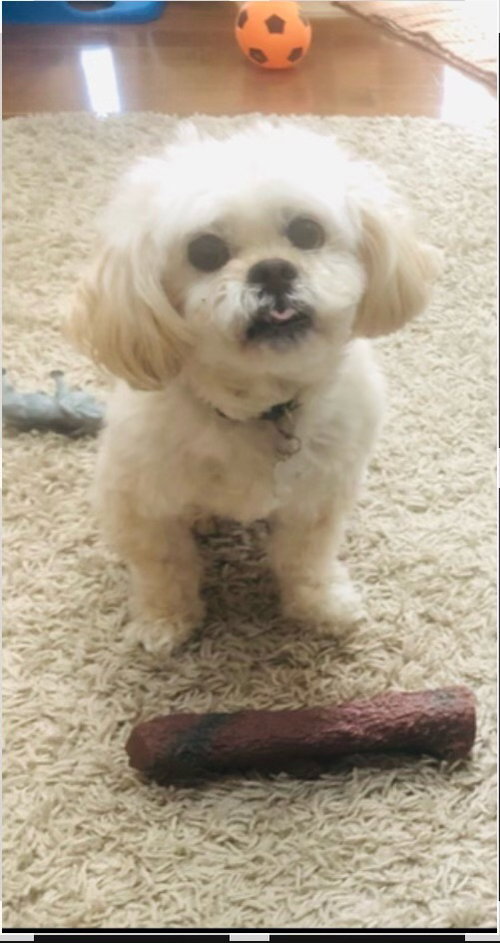 Buddy