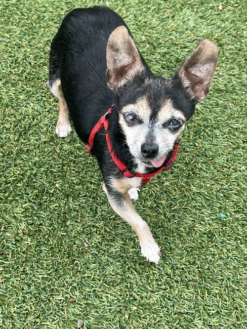 picture of the dog needing adoption