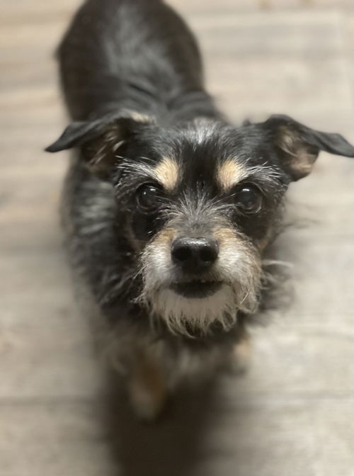 Maya
