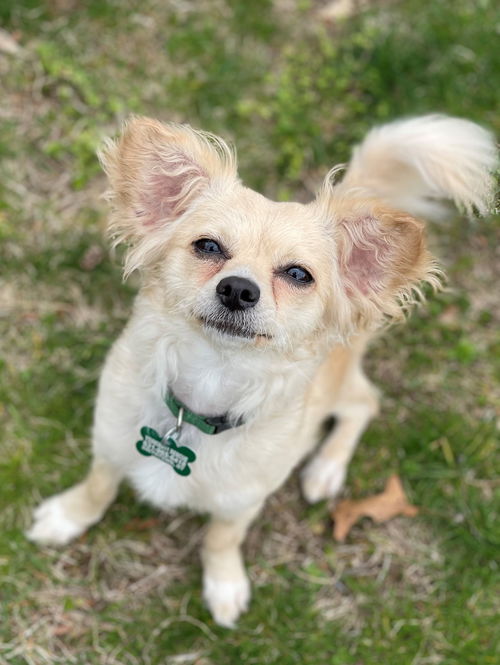 Stella