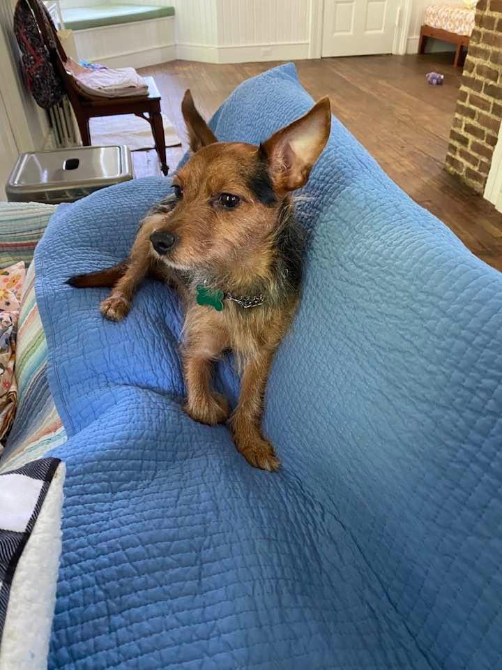 Dog for Adoption Dash, a Yorkshire Terrier Yorkie in Mercer County