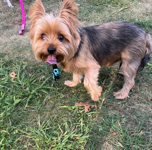 Tucker