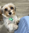 Buddy