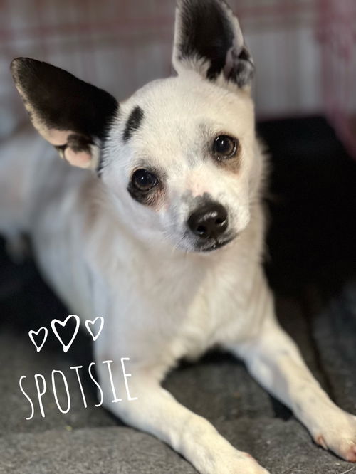 Spotsie