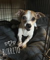 Burrito