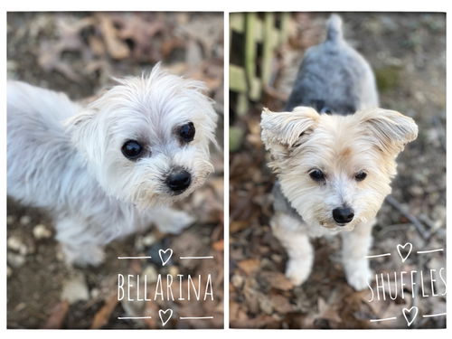 Shuffles & Bellarina