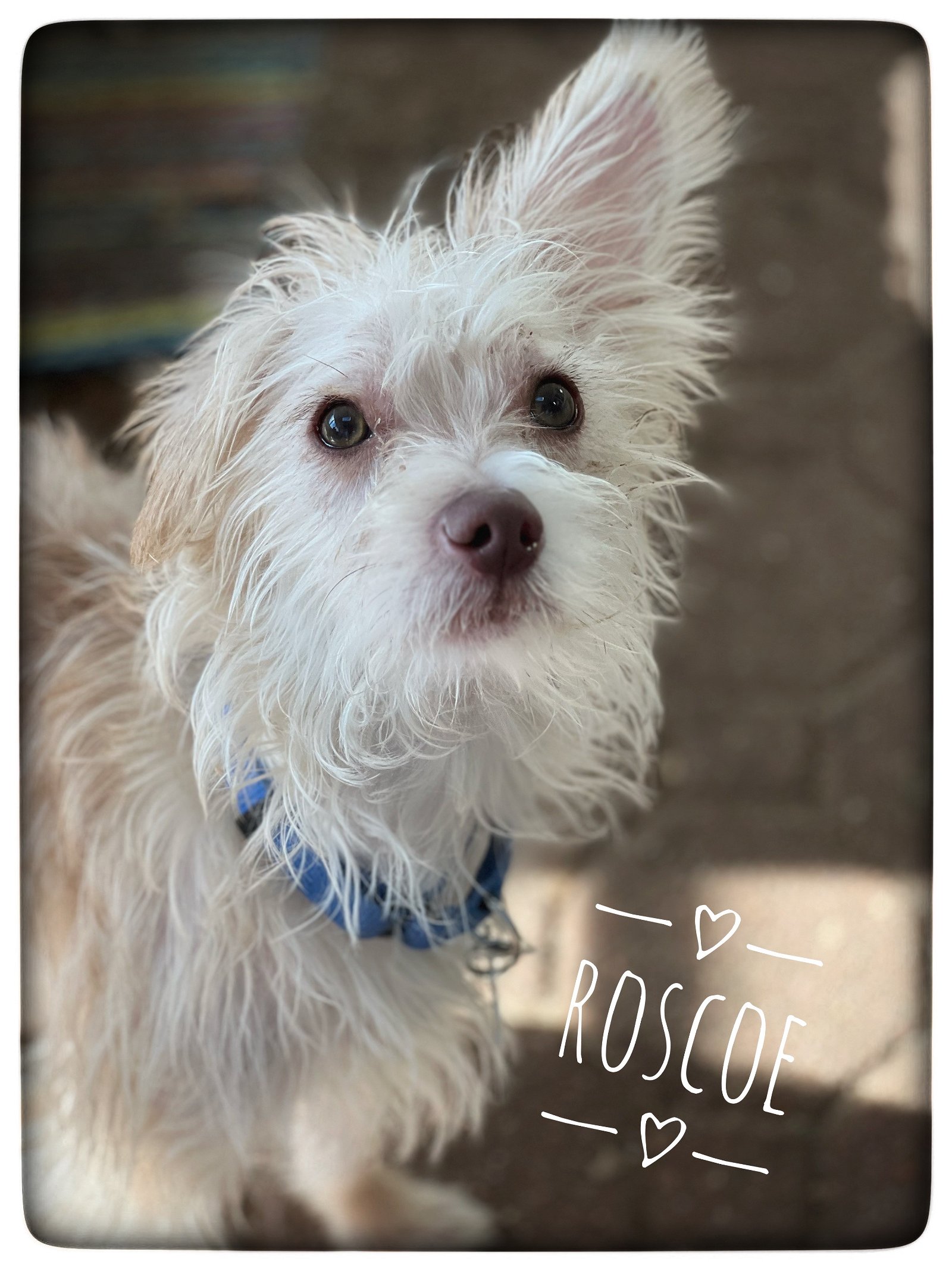 adoptable Dog in North Babylon, NY named Roscoe