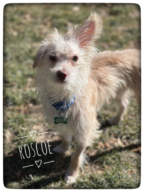 Roscoe