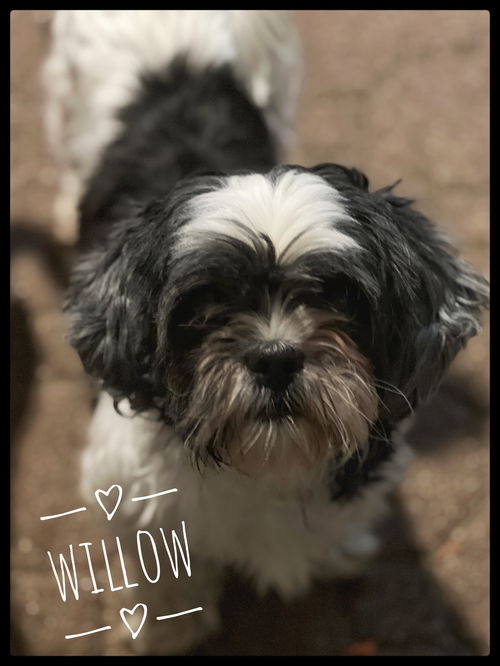 Willow