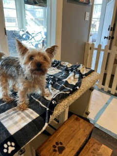 Mollie