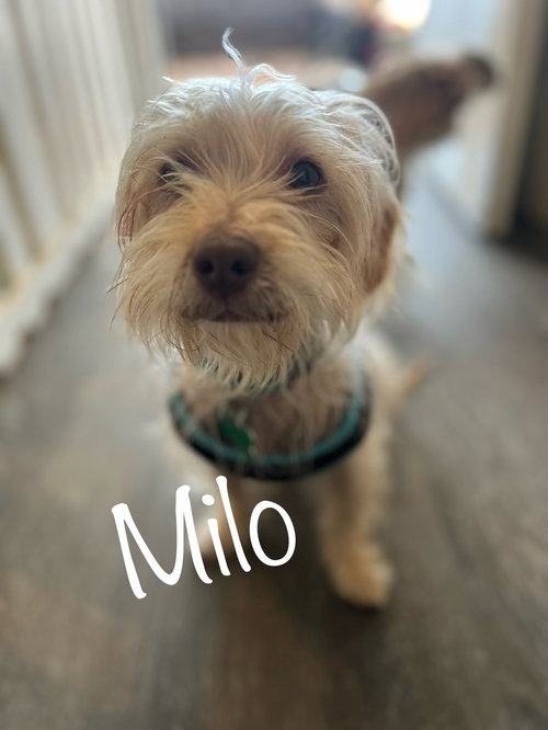 Milo