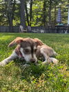 Rosie