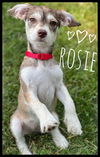 Rosie