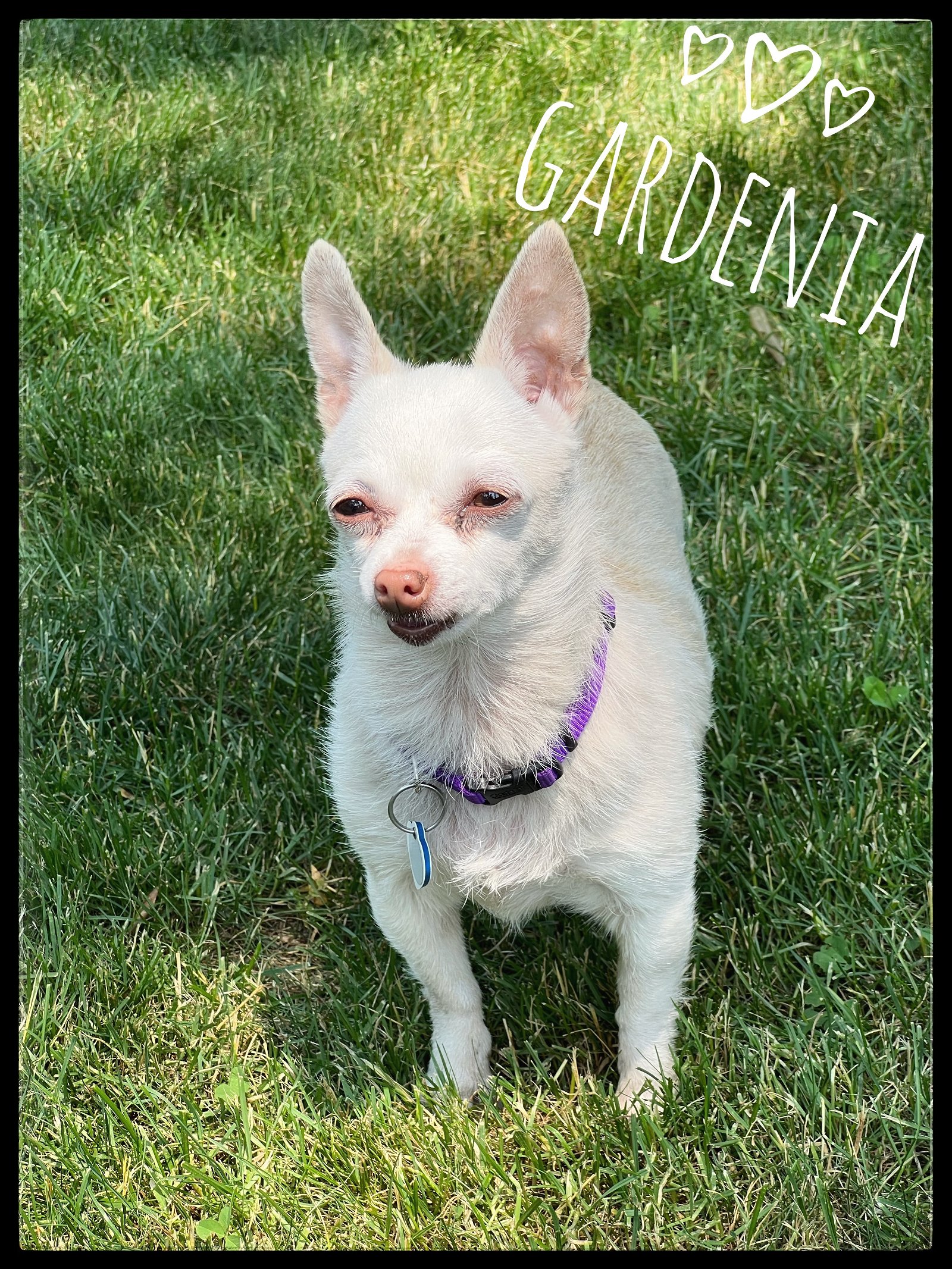 adoptable Dog in North Babylon, NY named Gardenia