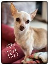 adoptable Dog in north babylon, NY named Iris