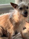 Toto