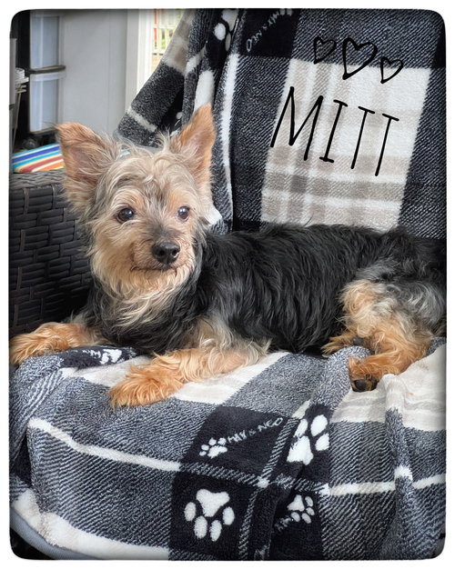 Mitt