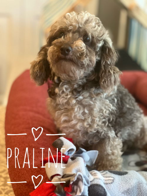 Praline