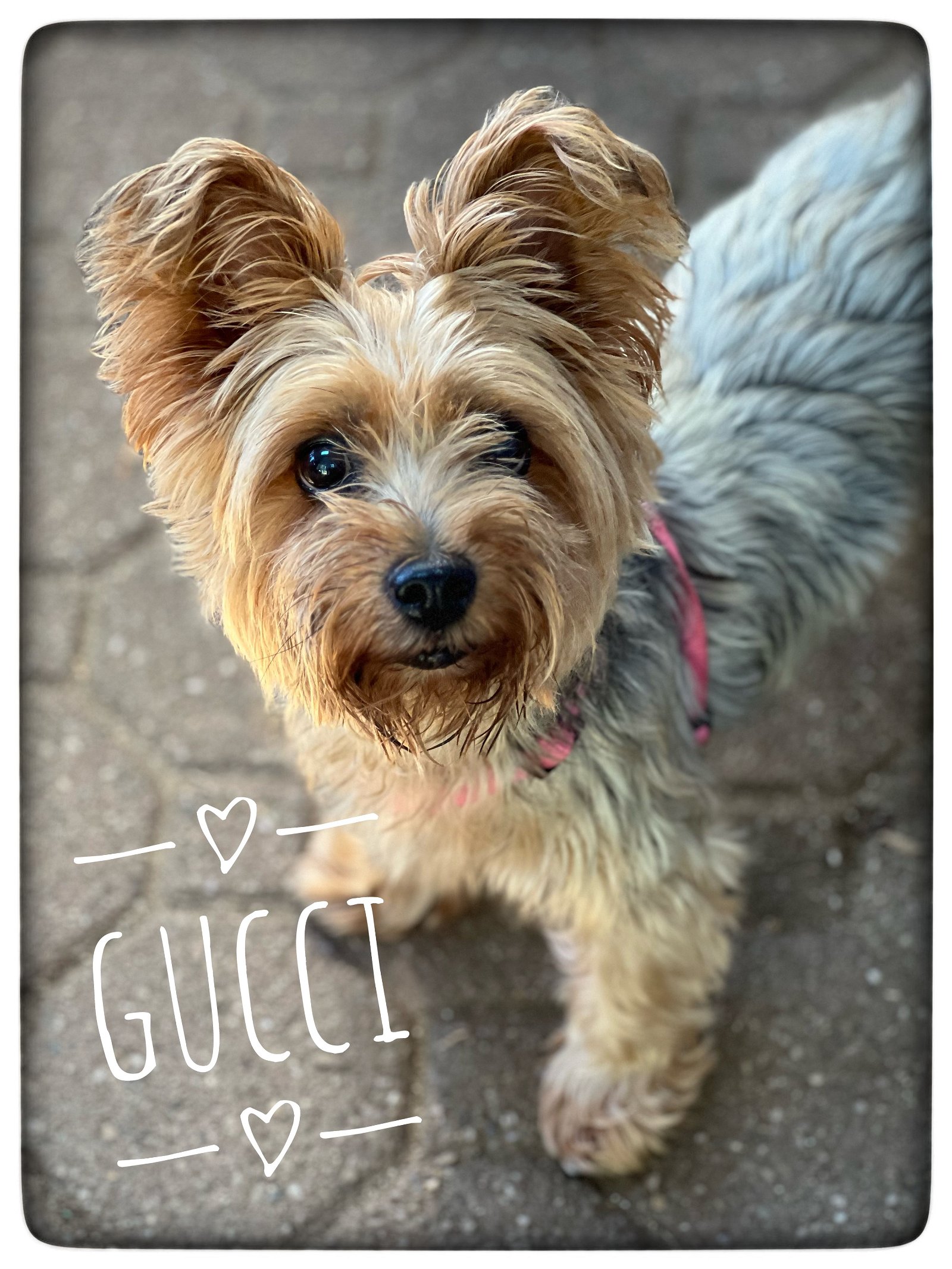 Dog for Adoption - Gucci, a Yorkshire Terrier Yorkie in North Sea